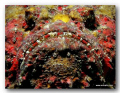 "BREATH-MINT CLOSE"

Stone Fish Facial - Taken on compact camera - natural light with no macro, wide angle or fish-eye lense used. 